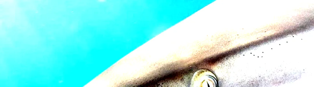 National Geographic Live: Uncovering Our Concrete Jungle