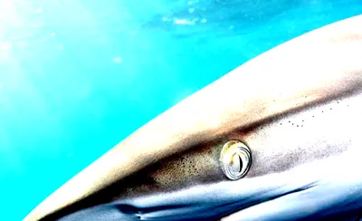 National Geographic Live: Uncovering Our Concrete Jungle